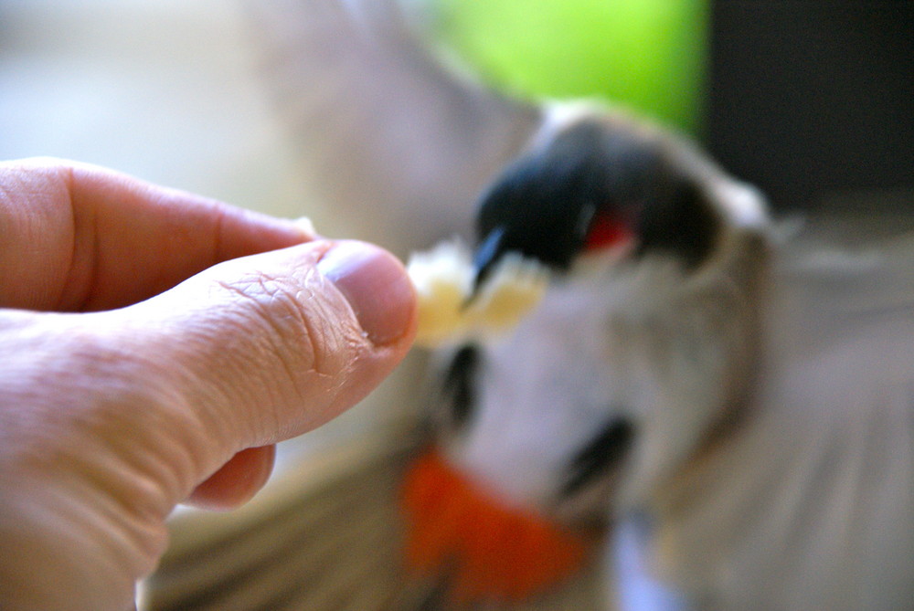 BulBul beim Anflug