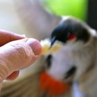 BulBul beim Anflug