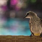 Bulbul