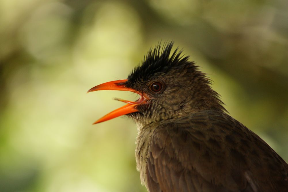 Bulbul