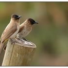 bulbul