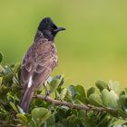 **Bulbul**