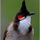 BulBul - Mauritius