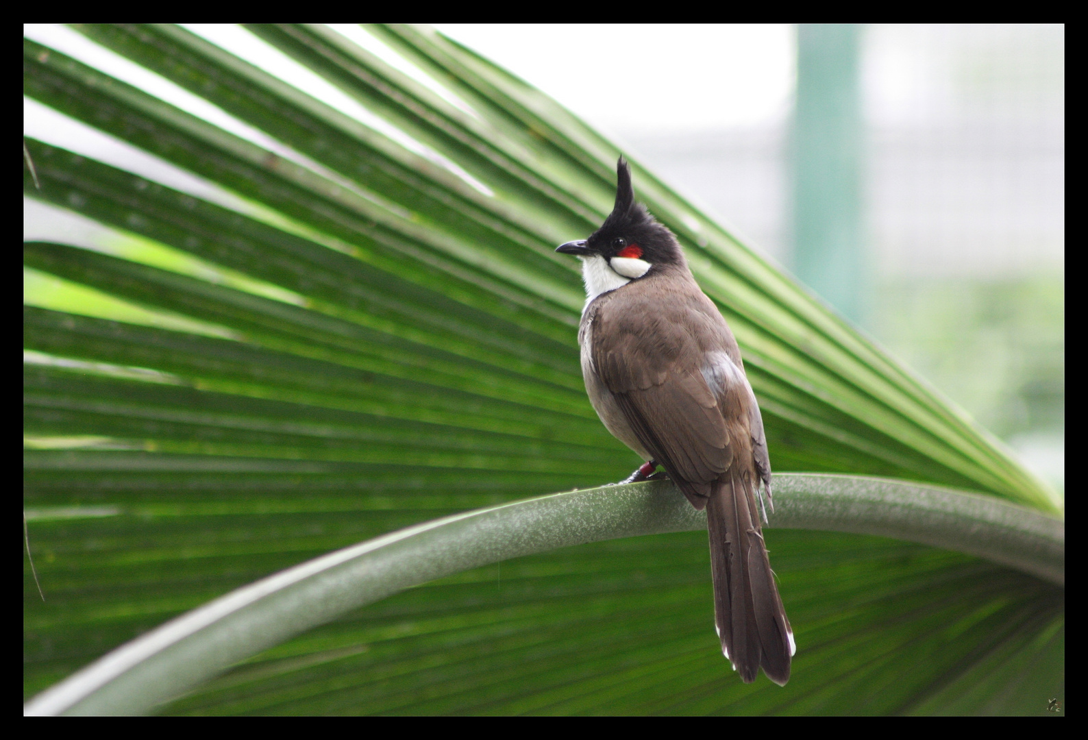 Bulbul orphée