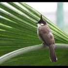 Bulbul orphée