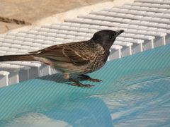 Bulbul red auch dieser hat Durst...