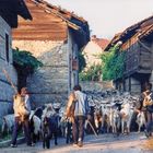 Bulgarien   Jahr 1995