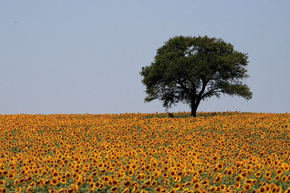 Bulgarische Impressionen 1 - Sonnenblumenfelder