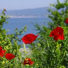 bulgarischer Klatschmohn