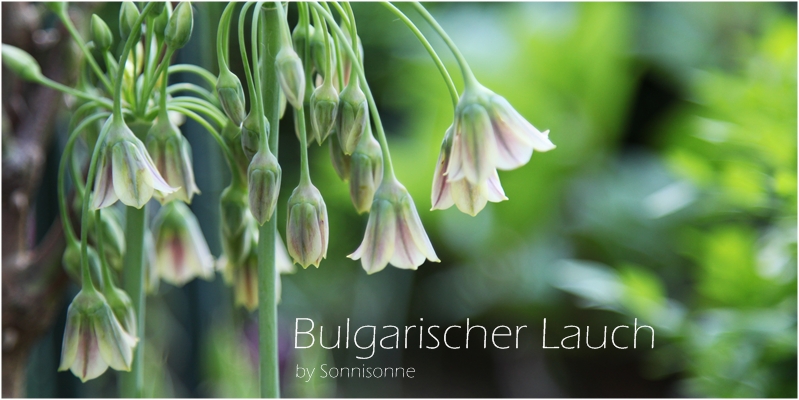 Bulgarischer Lauch