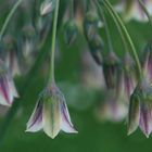 Bulgarischer Schmucklauch (Nectaroscordum siculum)