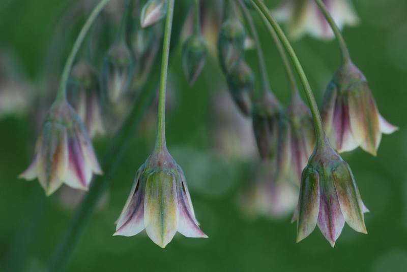 Bulgarischer Schmucklauch (Nectaroscordum siculum)