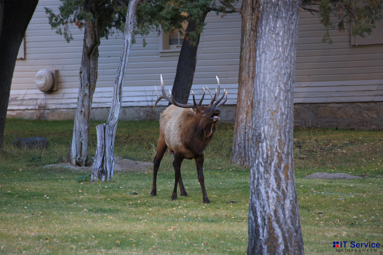 Bulking Wapiti bull