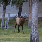 Bulking Wapiti bull