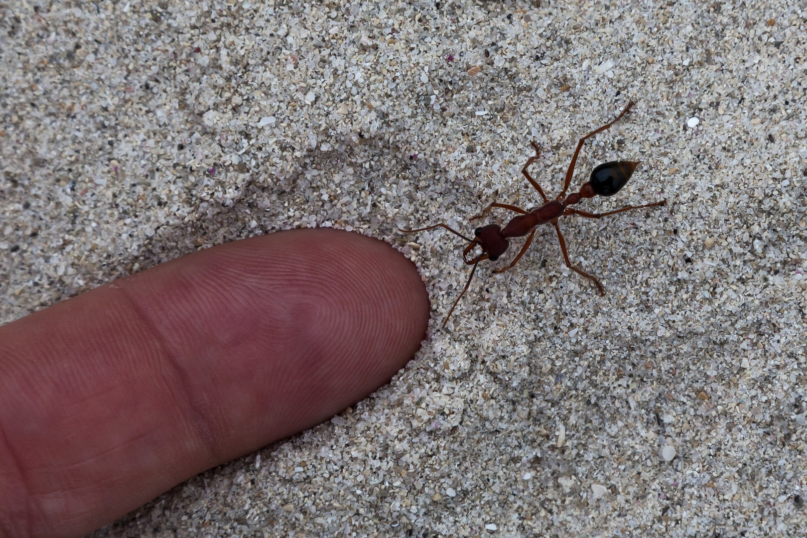 Bull Ant im Sand