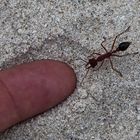 Bull Ant im Sand