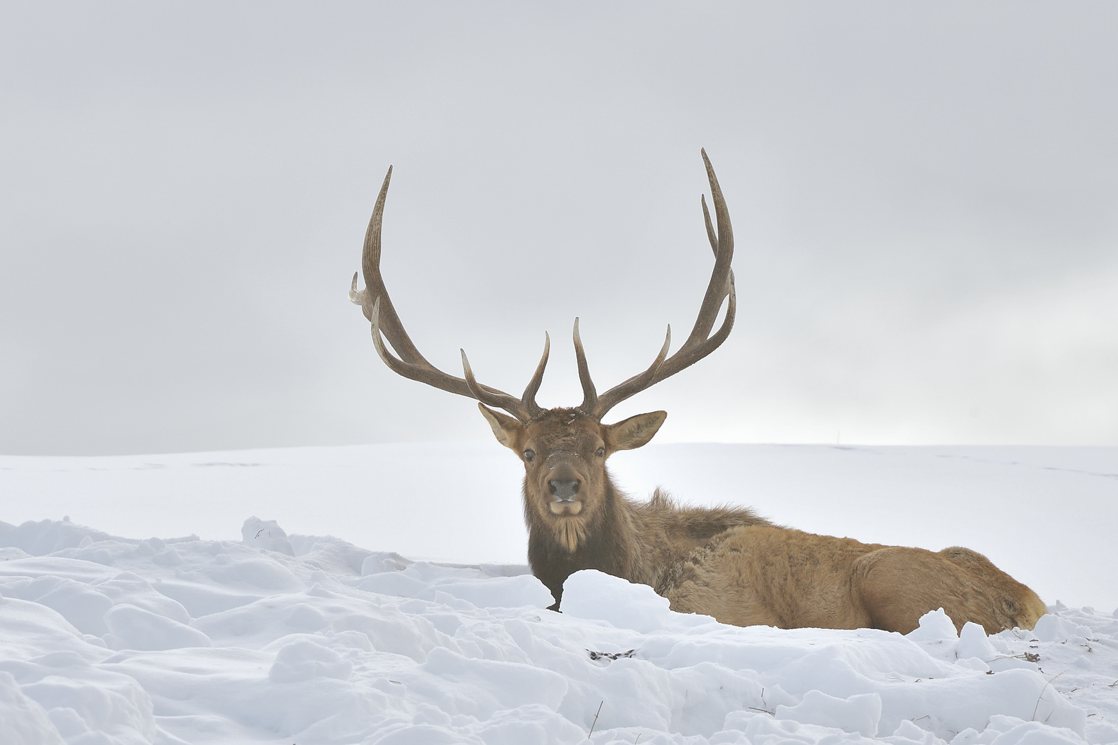 bull elk