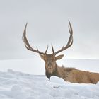 bull elk