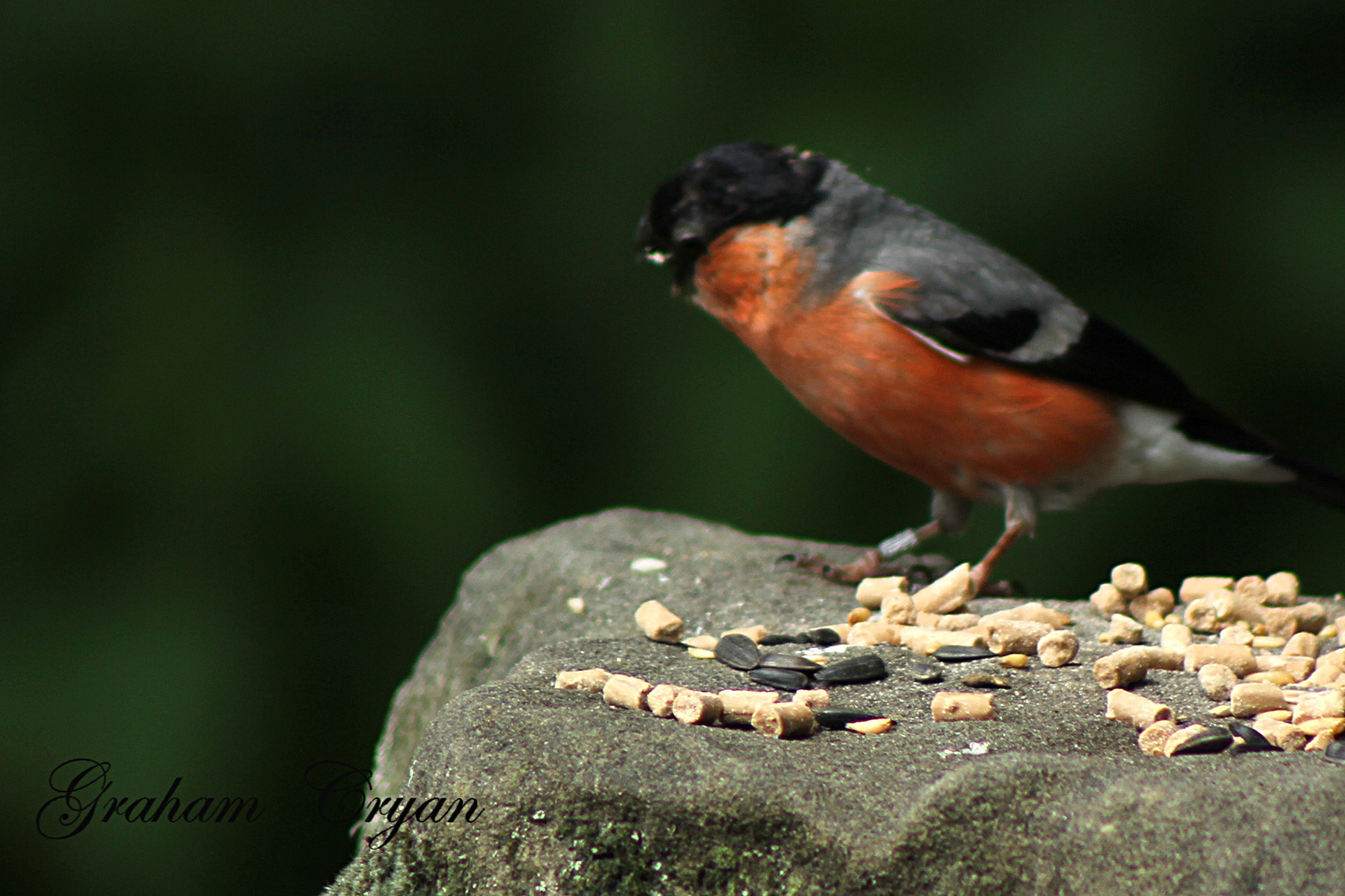 bull finch