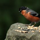 bull finch