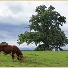 bull grazing at kilpeck 4