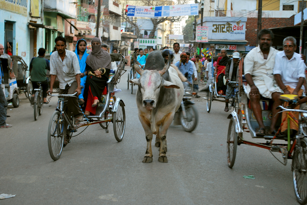 Bull in the main street