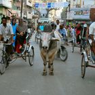 Bull in the main street