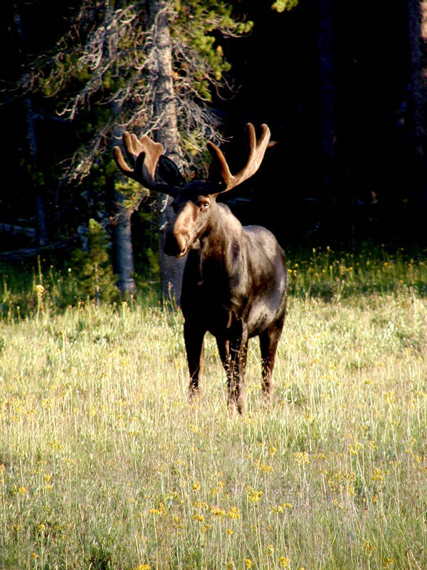 Bull Moose