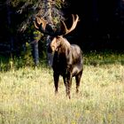 Bull Moose