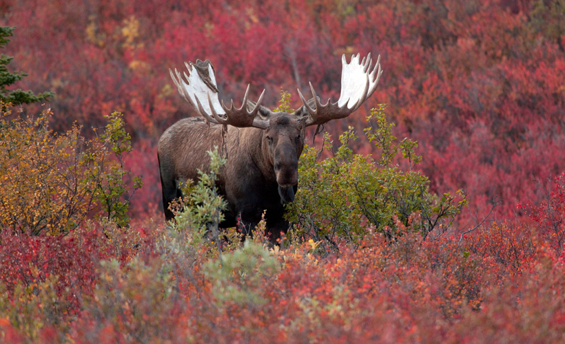 Bull Moose