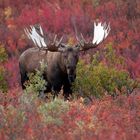 Bull Moose