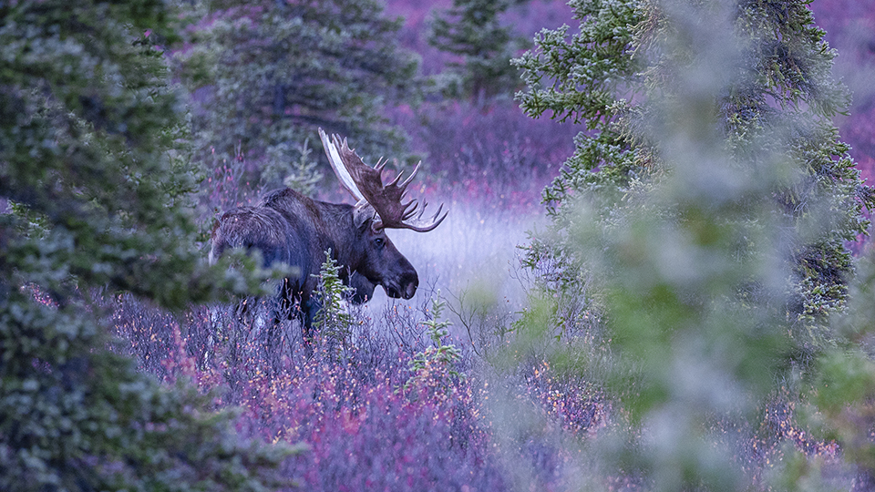 Bull moose in pastel colors