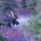 Bull moose in pastel colors