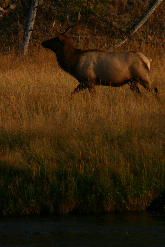 Bull Proud Elk