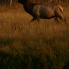 Bull Proud Elk