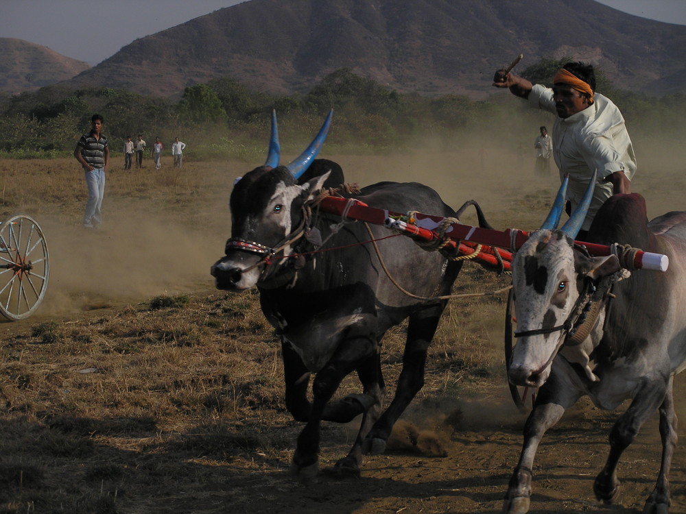 Bull Race