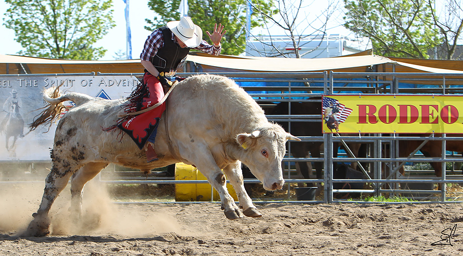 Bull Riding