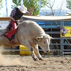 Bull Riding