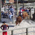 Bull Riding