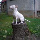 bull terrier