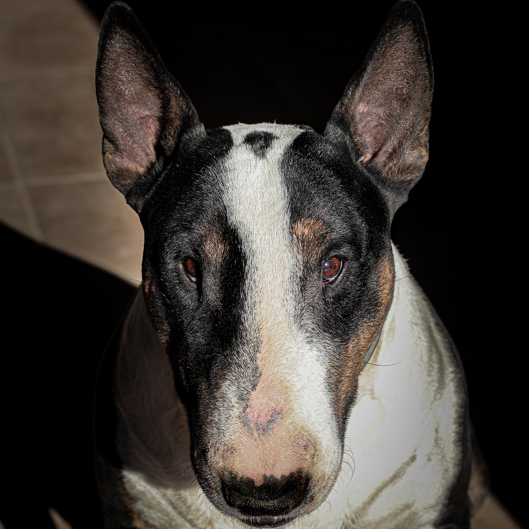 Bull Terrier Inglés - Mi bebé