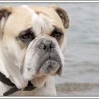 Bulldog