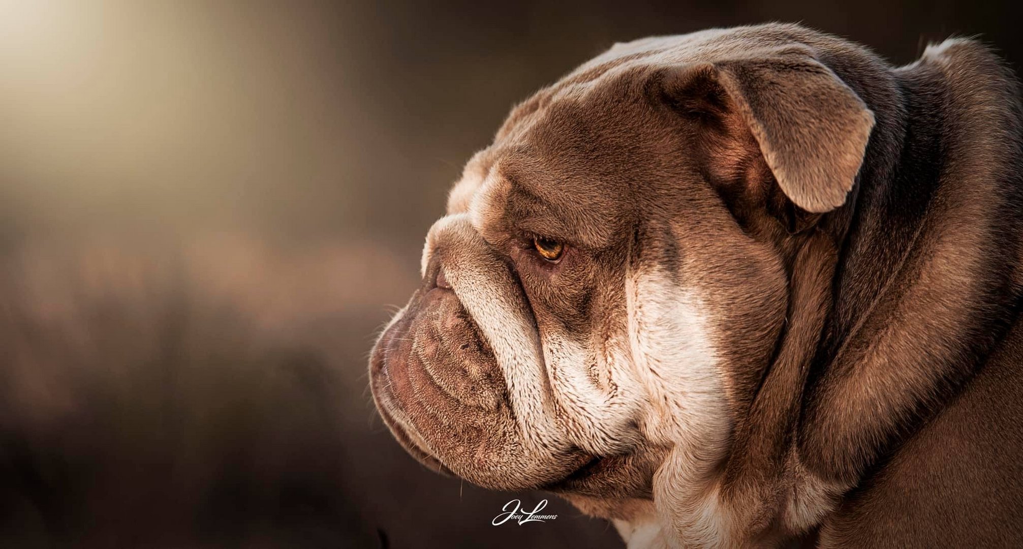 Bulldog