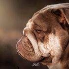 Bulldog