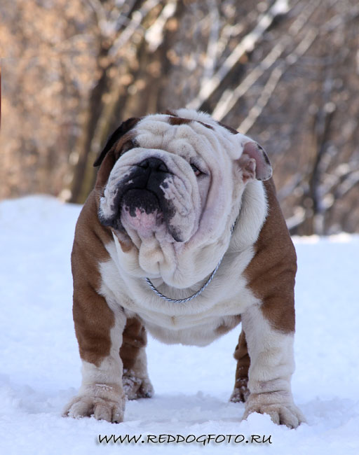 Bulldog