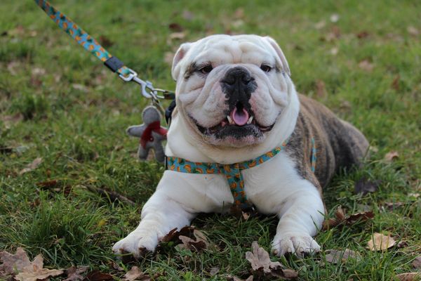 Bulldog Day 2019 Padova