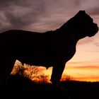 Bulldog im Sonnenuntergang