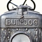 Bulldog-IMG_4620