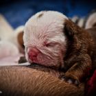 BULLDOG INGLES 04042016