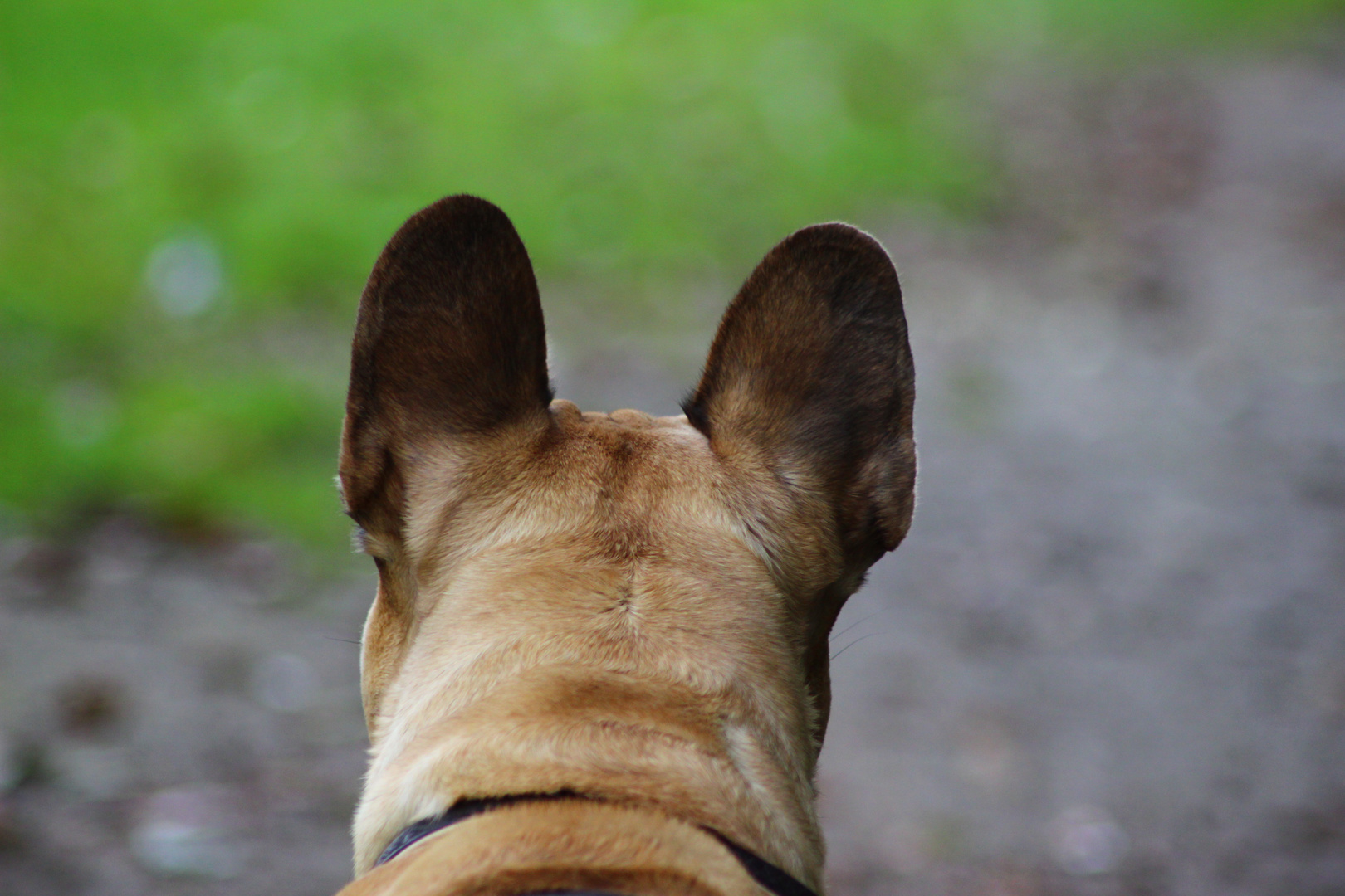 Bulldog too long ear...